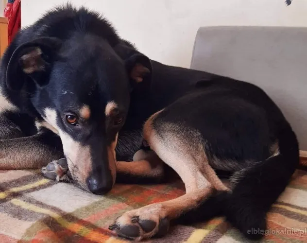fokus-delikatny-niekonfliktowy-wesoly-psiak-do-pokochania-54474-elblag-na-sprzedaz.webp
