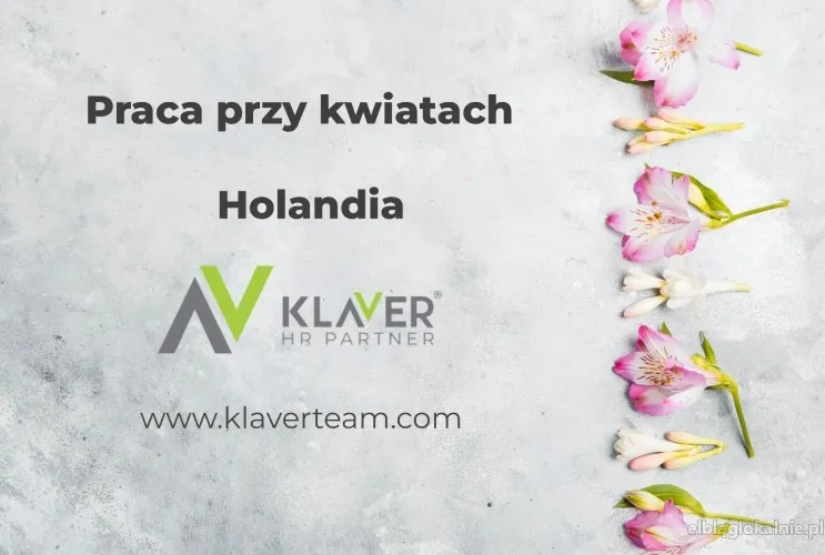 Praca w Holandii przy kwiatach - bez doświadczenia i języka!