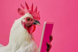 Praca od zaraz - Praca w Niemczech - produkcja mięsa drobiowego