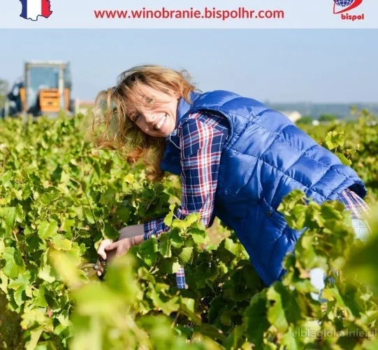 Winobranie 2025